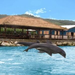 Dolphin Cove Lucea